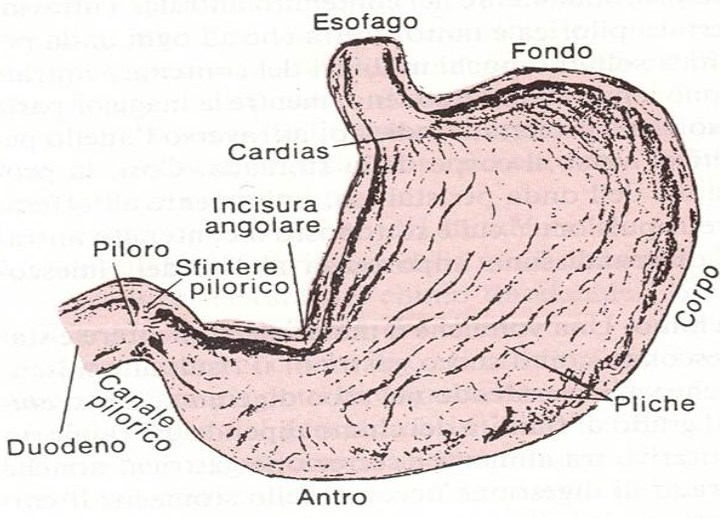 stomaco descrizion anatomica